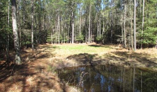 Photo of UNDER CONTRACT!  42 Acres of Hunting and Timber Land For Sale in Accomack County VA!