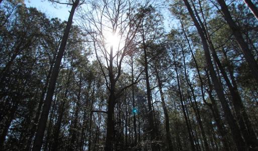 Photo of UNDER CONTRACT!  42 Acres of Hunting and Timber Land For Sale in Accomack County VA!