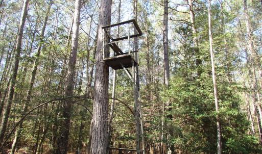 Photo of UNDER CONTRACT!  42 Acres of Hunting and Timber Land For Sale in Accomack County VA!