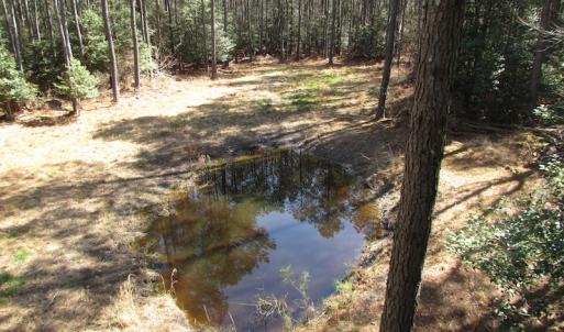 Photo of UNDER CONTRACT!  42 Acres of Hunting and Timber Land For Sale in Accomack County VA!