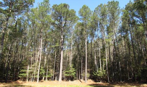 Photo of UNDER CONTRACT!  42 Acres of Hunting and Timber Land For Sale in Accomack County VA!
