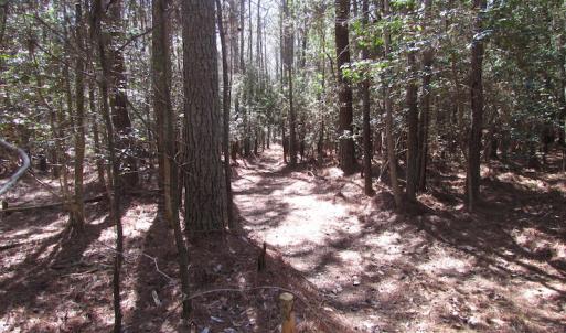 Photo of UNDER CONTRACT!  42 Acres of Hunting and Timber Land For Sale in Accomack County VA!