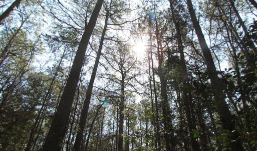 Photo of UNDER CONTRACT!  42 Acres of Hunting and Timber Land For Sale in Accomack County VA!