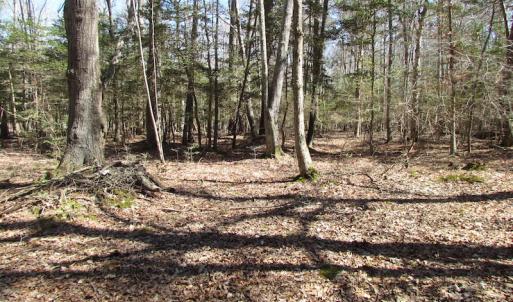 Photo of UNDER CONTRACT!  42 Acres of Hunting and Timber Land For Sale in Accomack County VA!