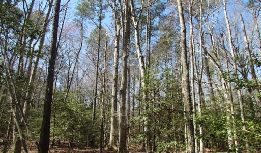 Photo of UNDER CONTRACT!  42 Acres of Hunting and Timber Land For Sale in Accomack County VA!