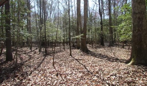 Photo of UNDER CONTRACT!  42 Acres of Hunting and Timber Land For Sale in Accomack County VA!