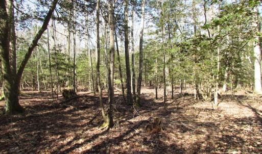 Photo of UNDER CONTRACT!  42 Acres of Hunting and Timber Land For Sale in Accomack County VA!