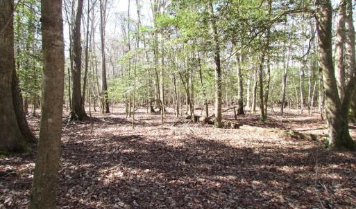 Photo of UNDER CONTRACT!  42 Acres of Hunting and Timber Land For Sale in Accomack County VA!