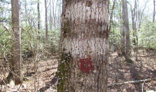 Photo of UNDER CONTRACT!  42 Acres of Hunting and Timber Land For Sale in Accomack County VA!