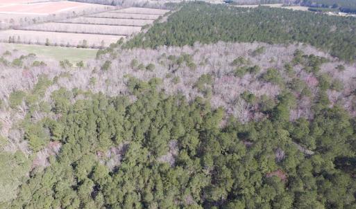 Photo of UNDER CONTRACT!  42 Acres of Hunting and Timber Land For Sale in Accomack County VA!