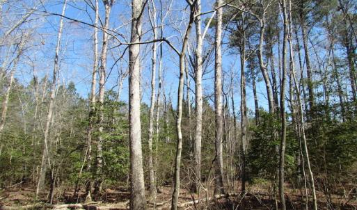 Photo of UNDER CONTRACT!  42 Acres of Hunting and Timber Land For Sale in Accomack County VA!
