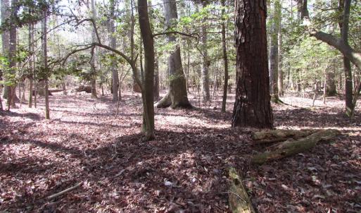 Photo of UNDER CONTRACT!  42 Acres of Hunting and Timber Land For Sale in Accomack County VA!