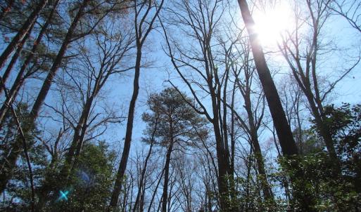 Photo of UNDER CONTRACT!  42 Acres of Hunting and Timber Land For Sale in Accomack County VA!