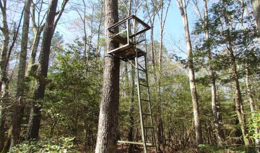 Photo of UNDER CONTRACT!  42 Acres of Hunting and Timber Land For Sale in Accomack County VA!