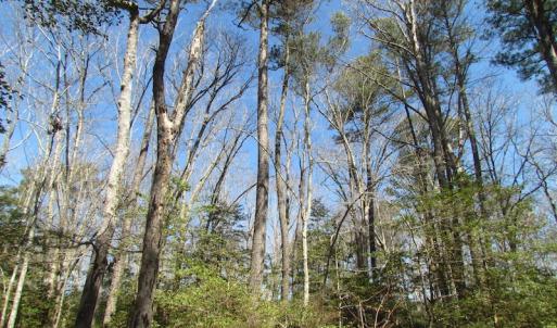 Photo of UNDER CONTRACT!  42 Acres of Hunting and Timber Land For Sale in Accomack County VA!