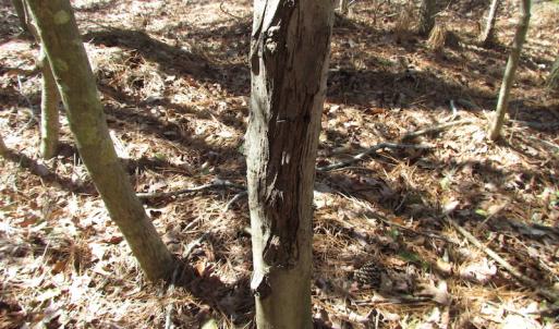 Photo of UNDER CONTRACT!  42 Acres of Hunting and Timber Land For Sale in Accomack County VA!
