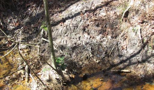Photo of UNDER CONTRACT!  42 Acres of Hunting and Timber Land For Sale in Accomack County VA!
