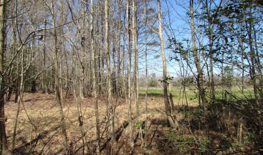 Photo of UNDER CONTRACT!  42 Acres of Hunting and Timber Land For Sale in Accomack County VA!