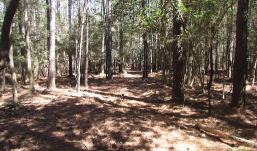 Photo of UNDER CONTRACT!  42 Acres of Hunting and Timber Land For Sale in Accomack County VA!