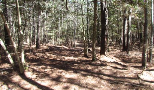 Photo of UNDER CONTRACT!  42 Acres of Hunting and Timber Land For Sale in Accomack County VA!
