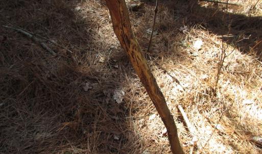 Photo of UNDER CONTRACT!  42 Acres of Hunting and Timber Land For Sale in Accomack County VA!