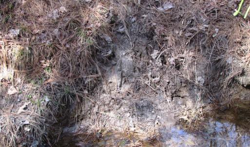 Photo of UNDER CONTRACT!  42 Acres of Hunting and Timber Land For Sale in Accomack County VA!
