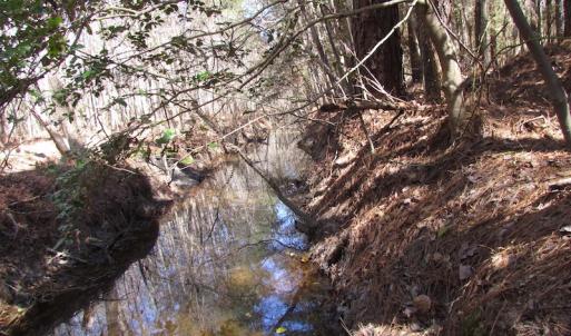 Photo of UNDER CONTRACT!  42 Acres of Hunting and Timber Land For Sale in Accomack County VA!