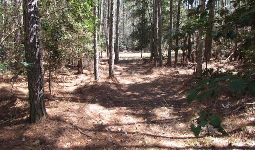 Photo of UNDER CONTRACT!  42 Acres of Hunting and Timber Land For Sale in Accomack County VA!