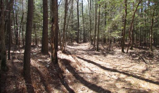 Photo of UNDER CONTRACT!  42 Acres of Hunting and Timber Land For Sale in Accomack County VA!