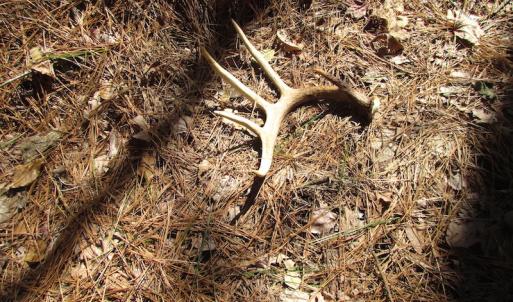Photo of UNDER CONTRACT!  42 Acres of Hunting and Timber Land For Sale in Accomack County VA!