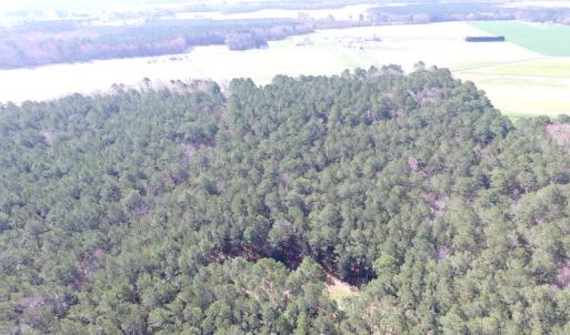Photo of UNDER CONTRACT!  42 Acres of Hunting and Timber Land For Sale in Accomack County VA!