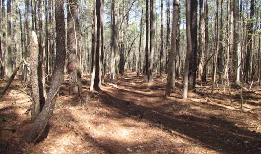 Photo of UNDER CONTRACT!  42 Acres of Hunting and Timber Land For Sale in Accomack County VA!
