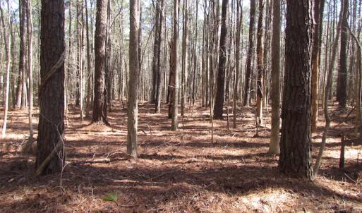 Photo of UNDER CONTRACT!  42 Acres of Hunting and Timber Land For Sale in Accomack County VA!