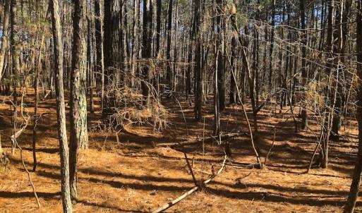 Photo of SOLD!  12.65 Acres of Residential Timber Land For Sale In Granville County NC!