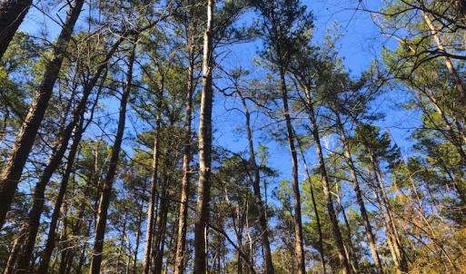 Photo of SOLD!  12.65 Acres of Residential Timber Land For Sale In Granville County NC!