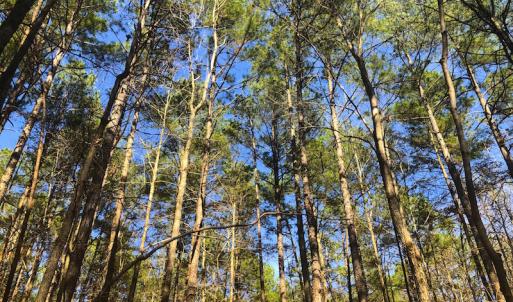 Photo of SOLD!  12.65 Acres of Residential Timber Land For Sale In Granville County NC!