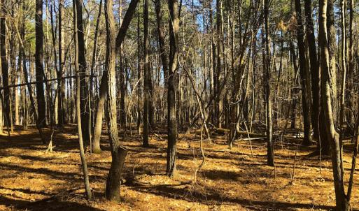 Photo of SOLD!  12.65 Acres of Residential Timber Land For Sale In Granville County NC!