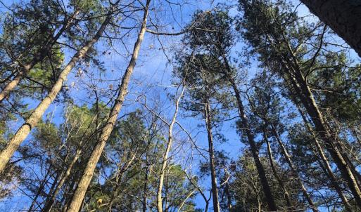 Photo of SOLD!  12.65 Acres of Residential Timber Land For Sale In Granville County NC!