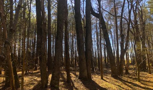 Photo of SOLD!  12.65 Acres of Residential Timber Land For Sale In Granville County NC!