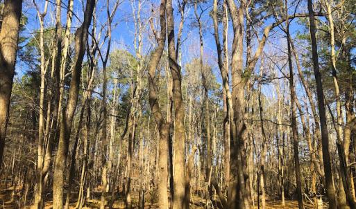 Photo of SOLD!  12.65 Acres of Residential Timber Land For Sale In Granville County NC!