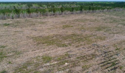 Photo of SOLD!!  111 Acres of Hunting and Timber Land For Sale in Craven County NC!
