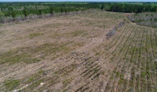 Photo of SOLD!!  111 Acres of Hunting and Timber Land For Sale in Craven County NC!