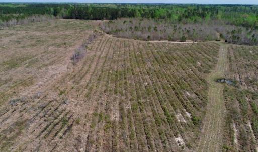 Photo of SOLD!!  111 Acres of Hunting and Timber Land For Sale in Craven County NC!