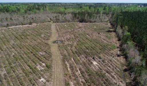 Photo of SOLD!!  111 Acres of Hunting and Timber Land For Sale in Craven County NC!