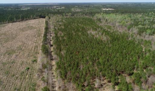 Photo of SOLD!!  111 Acres of Hunting and Timber Land For Sale in Craven County NC!