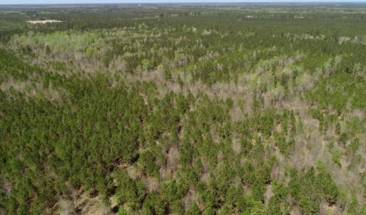 Photo of SOLD!!  111 Acres of Hunting and Timber Land For Sale in Craven County NC!