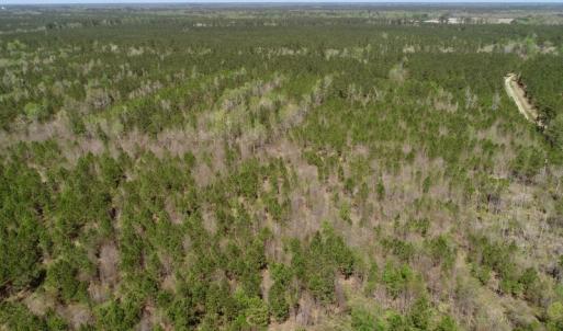 Photo of SOLD!!  111 Acres of Hunting and Timber Land For Sale in Craven County NC!