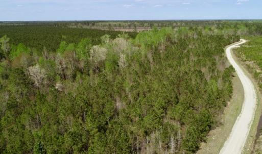 Photo of SOLD!!  111 Acres of Hunting and Timber Land For Sale in Craven County NC!