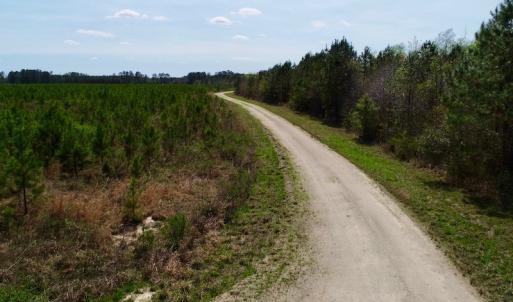 Photo of SOLD!!  111 Acres of Hunting and Timber Land For Sale in Craven County NC!