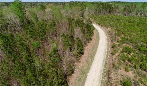 Photo of SOLD!!  111 Acres of Hunting and Timber Land For Sale in Craven County NC!